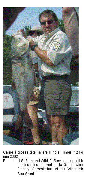 Text Box: 

Carpe à grosse tête, rivière Illinois, Illinois, 12 kg, juin 2002
Photo:	U.S. Fish and Wildlife Service, disponible sur les sites Internet de la Great Lakes Fishery Commission et du Wisconsin Sea Grant.
