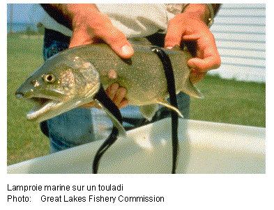 Text Box: 

Lamproie marine sur un touladi
Photo:	Great Lakes Fishery Commission
