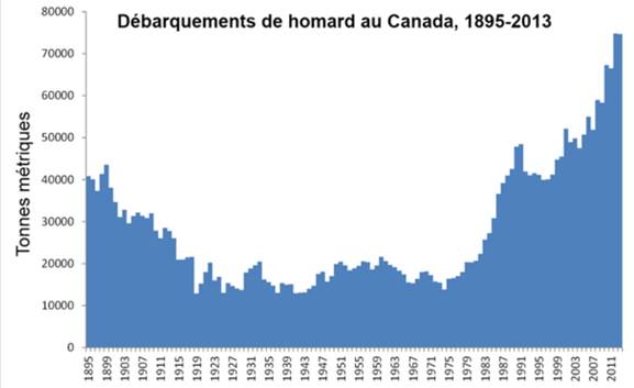 Le diagramme montre les débarquements annuels de homard au Canada dès 1895 (point de départ sur l’axe des x), jusqu’en 2013. L’axe des y s’intitule « tonnes métriques » et va de zéro (en bas) à 80 000 tonnes, par tranches de 10 000. Les débarquements annuels par volume indiquent que les débarquements de homard ont augmenté considérablement depuis 1975.