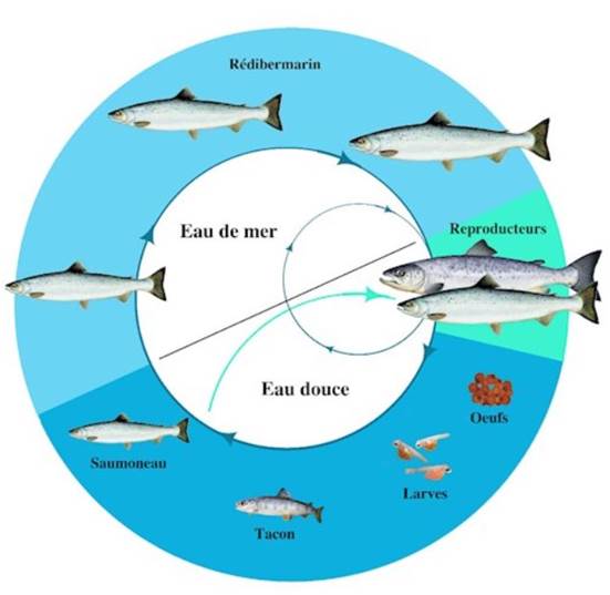 Figure 1 – Cycle de vie du saumon atlantique