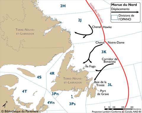 Les principales voies de migration de la morue, dans le nord-est de la plate-forme de Terre-Neuve, des zones hauturières d’hivernage et de frai vers les zones côtières estivales d’alimentation.