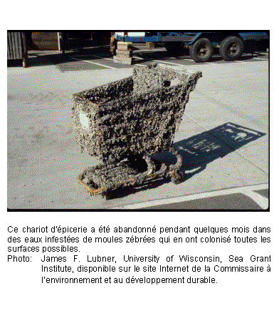 Text Box: 

Ce chariot d'épicerie a été abandonné pendant quelques mois dans des eaux infestées de moules zébrées qui en ont colonisé toutes les surfaces possibles.
Photo:	James F. Lubner, University of Wisconsin, Sea Grant Institute, disponible sur le site Internet de la Commissaire à l’environnement et au développement durable.
