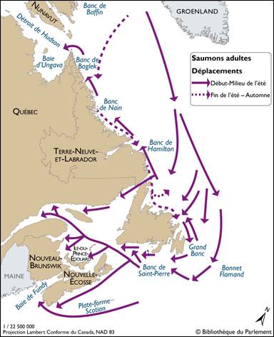 Figure 2 – Routes de migration du saumon atlantique dans l’Est du Canada