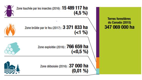 Ce graphique montre que les insectes sont la principale cause de perturbations des arbres au Canada. Ils ont fait des dommages à 4,5 % du territoire forestier canadien en 2016. 

Selon les chiffres de 2015, le Canada possède approximativement 15,5 millions d’hectares de territoire forestier (l’équivalent de 4,5 % du territoire national total). En 2017, environ 3,4 millions d’hectares de superficie forestière ont été détruits par le feu (l’équivalent de moins de 1 % de la superficie nationale totale). En 2016, environ 767 milliers d’hectares de superficie forestière ont été exploités (l’équivalent de moins de 0,5 % de la superficie nationale totale). Enfin, en 2016, 37 milliers d’hectares de la superficie forestière du Canada ont été déboisés (l’équivalent de 0,01 % de la superficie nationale totale).
