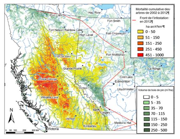 Ce graphique montre la mortalité cumulative causée par le dendroctone du pin ponderosa entre 2002 et 2012. On peut y voir que le dendroctone se propage au nord et à l’est de son aire de répartition naturelle et s’attaque aux montagnes Rocheuses en Alberta. 

On y voit que la mortalité de certains arbres s’étend au nord jusqu’à Fort Nelson (Colombie-Britannique) et juste à l’ouest de Fort McMurry (Alberta) dans l’Est. La mortalité semble plus concentrée en Colombie-Britannique, en particulier dans les secteurs à l’ouest et au sud de Prince George et au nord de Williams Lake.
