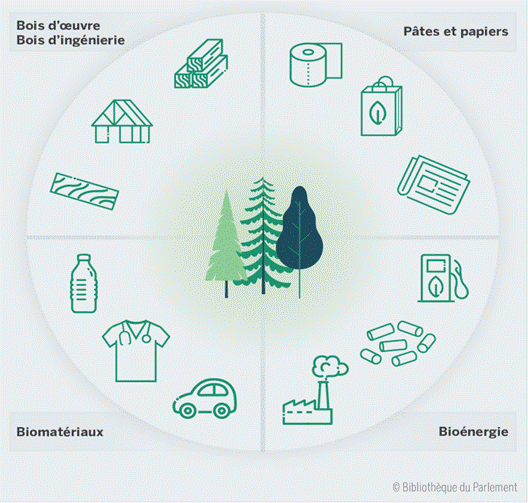 Cette figure montre une gamme de produits offerts par l'industrie forestière au Canada. Les produits sont regroupés en quatre catégories : bois d'œuvre et bois d'ingénierie, pâtes et papiers, biomatériaux et bioénergie.