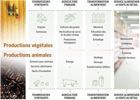 Cette infographie parcourt les différentes étapes de la chaîne d’approvisionnement et indique des exemples d’acteurs présents à chaque étape. On trouve au début de cette chaîne les fournisseurs d’intrants (semences, aliments pour animaux). Ceux-ci approvisionnent les producteurs primaires (cultures des grains, horticulture, élevage) qui eux-mêmes fournissent les transformateurs (meunerie, abattage, transformation laitière). Au bout de cette chaîne, les services alimentaires et de vente au détail (restaurants, supermarchés, marchés fermiers) fournissent les consommateurs.